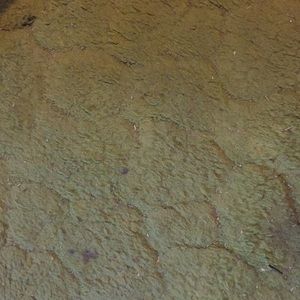 Meet your Posher, Rose